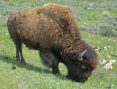 American Bison(Bison bison)