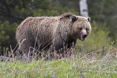 Grizzly Bear( Ursus arctos horribilis )