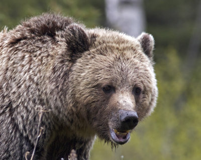 Grizzly Bear (Cropped)( Ursus arctos horribilis )
