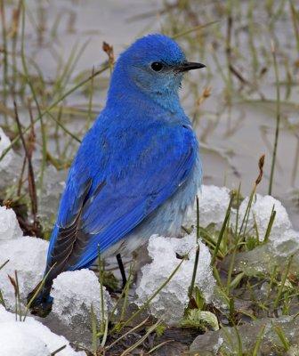 Mountain Bluebird(Sialia currucoides)