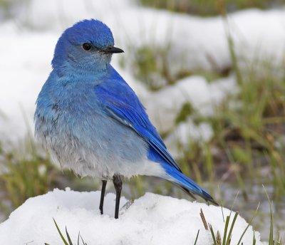 Mountain Bluebird(Sialia currucoides)