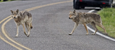 Two of the group of six wolves crossing the road