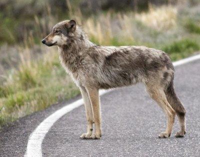 Grey Wolf (Canis lupus)