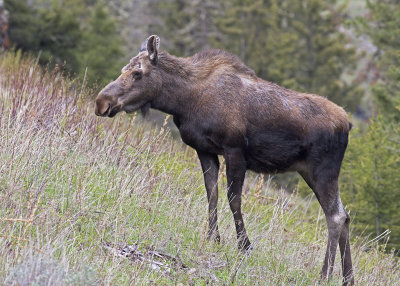 Moose(Alces alces)