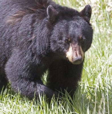 North American black bear (Ursus americanus)