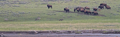 Three wolves approach a small herd of bison