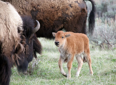 Bison Calf Coming to It's Mother