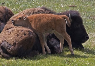 Female Bison and Calf