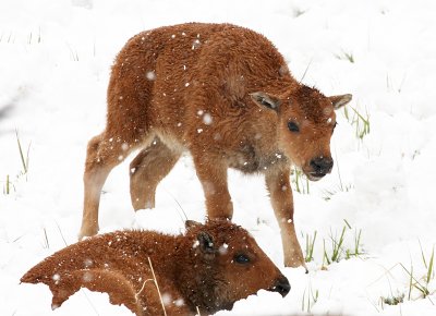 Two Bison Calves in The Snow