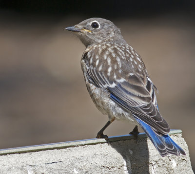 Immature Western Bluebird (Sialia mexicana)