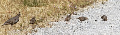 Female California Quail with young (View Original size)