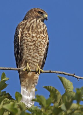 Juvenile Red-shouldered Hawk(Buteo lineatus)