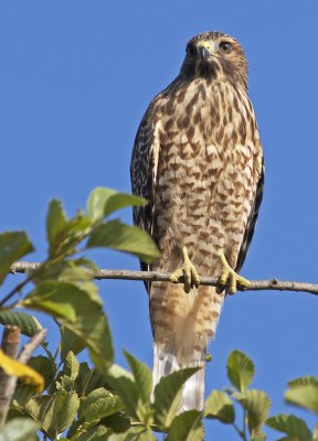 Juvenile Red-shouldered Hawk(Buteo lineatus)