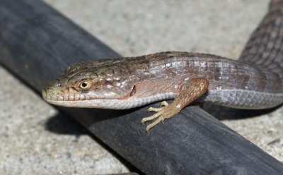 Alligator Lizard  (Elgaria coerulea coerulea)