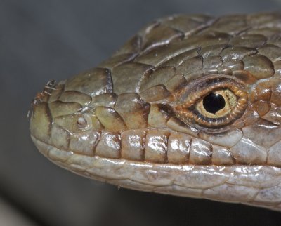 Alligator Lizard  (Elgaria coerulea coerulea)
