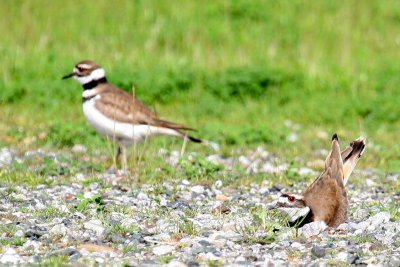 Killdeer - Love on the rocks...