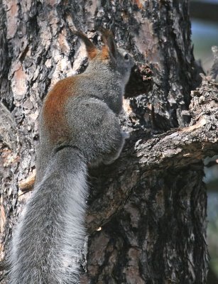 Abert Squirrel