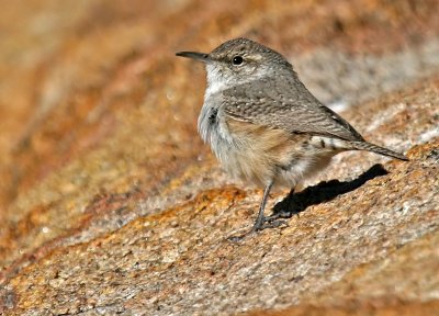 Rock Wren <br>(Salpinctes obsoletus)