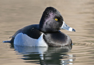 Male Ring-necked Duck (Aythya collaris)