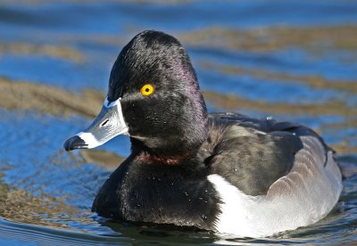 Male Ring-necked Duck<br> (Aythya collaris)