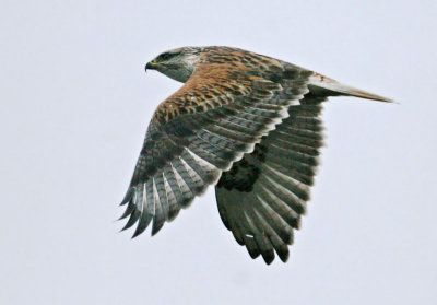 Ferruginous Hawk