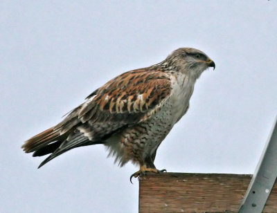 Ferruginous Hawk