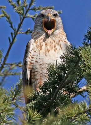 Ferruginous Hawk