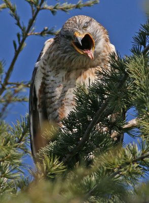 Ferruginous Hawk