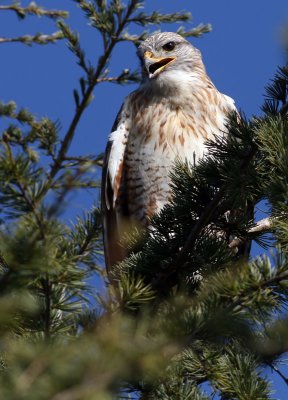 Ferruginous Hawk