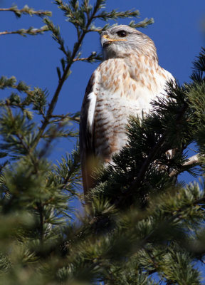 Ferruginous Hawk (Buteo regalis)