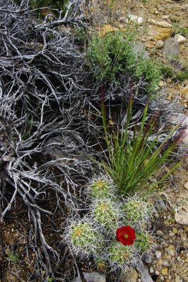 Desert Flora 2011