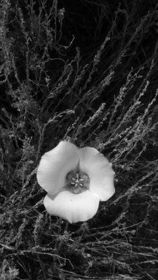 Desert Flora 2011