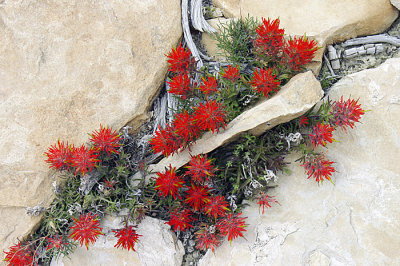 Desert Flora
