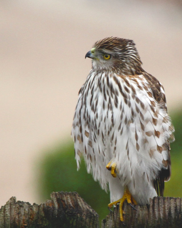 Hawk_2