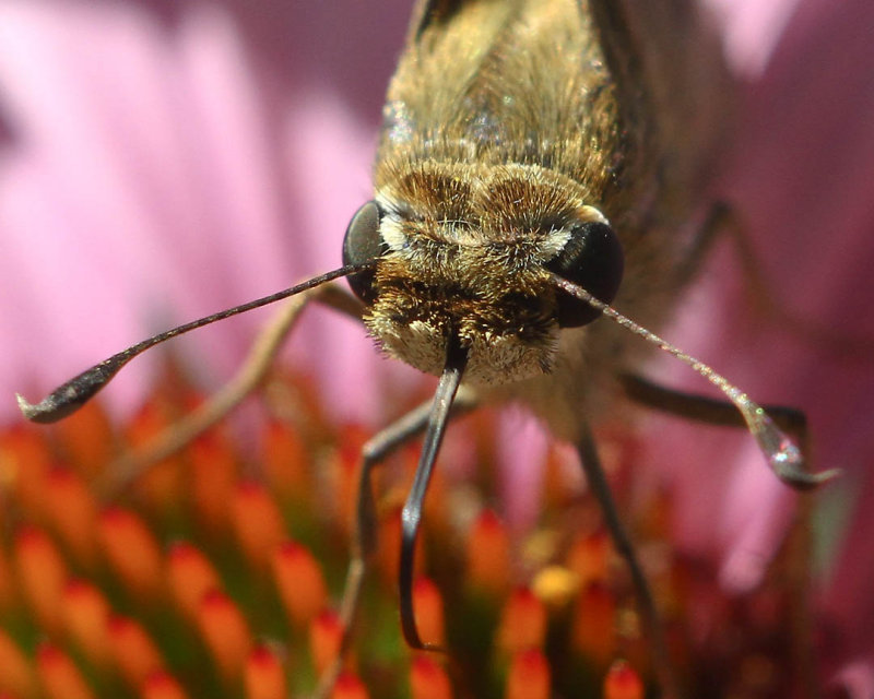 Skipper butterfly