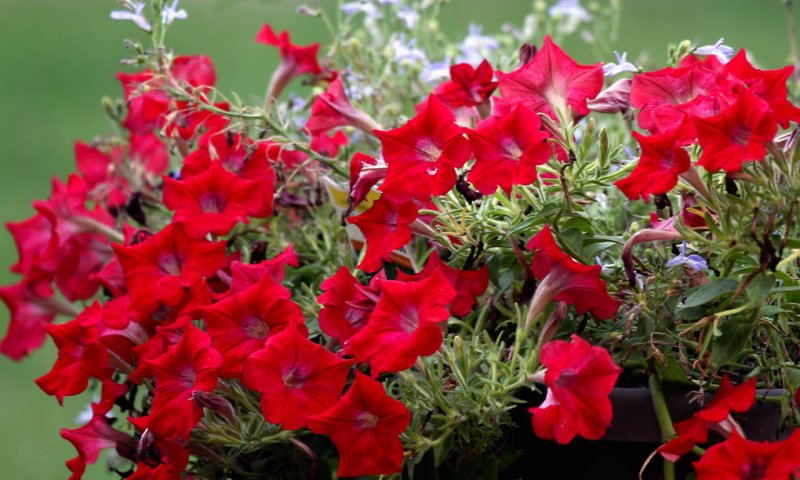 Red Petunias.
