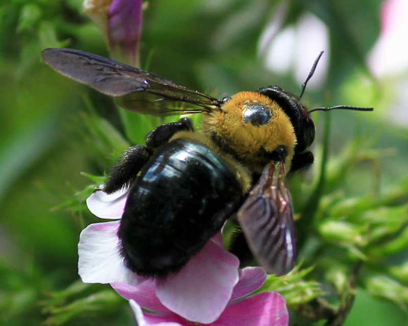 Bee