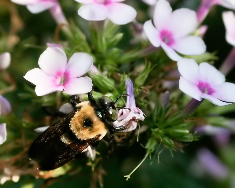 Bee