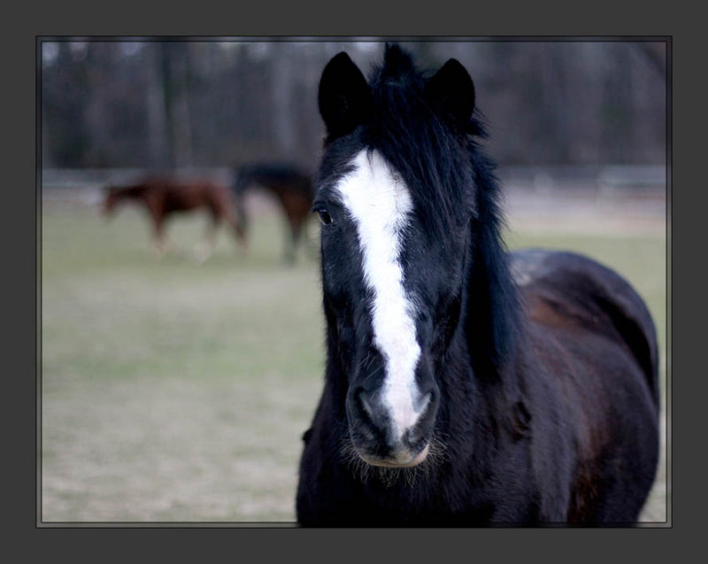 Horses