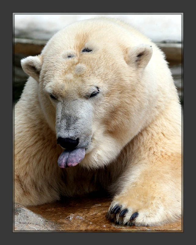 Polar Bear