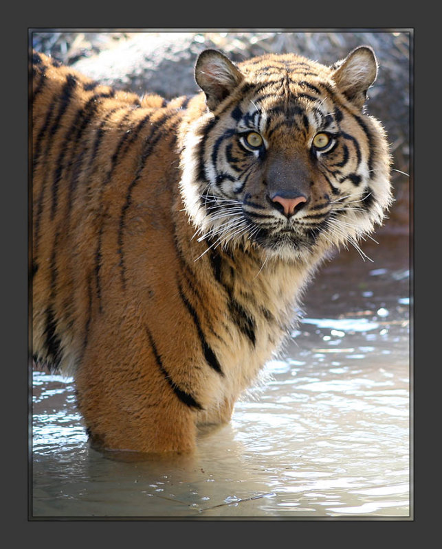 Eye of the tiger!