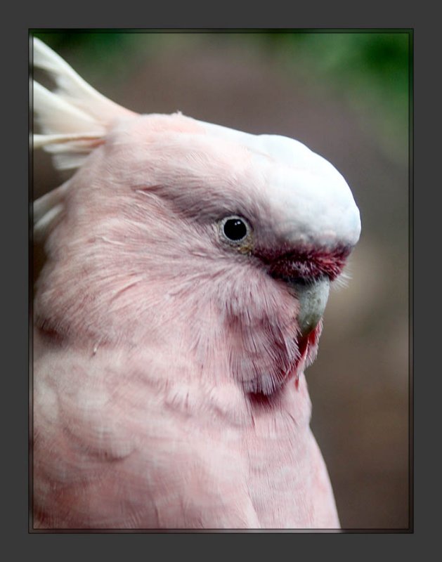 Leadbeaters Cockatoo