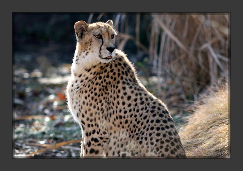 Cheetah2