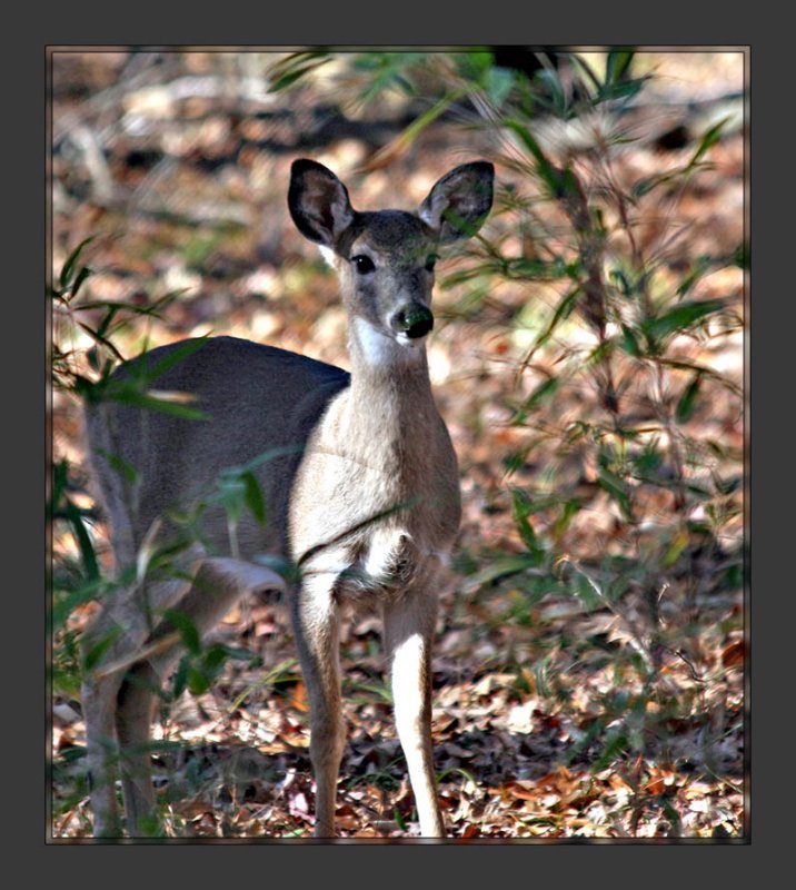 Yearling