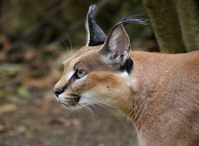 Caracal Lynx.