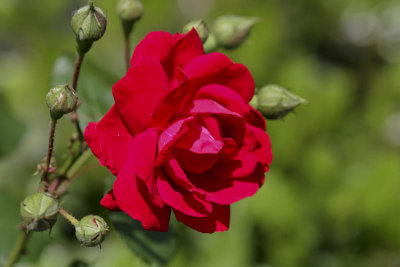 A Rose