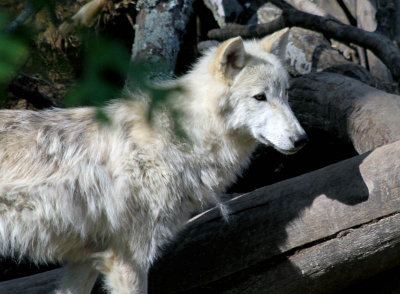 Timber Wolf