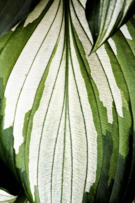 Variegated Hosta