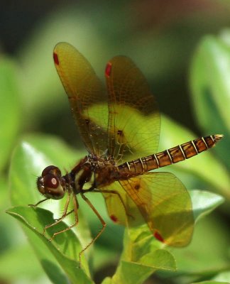 Dragonfly