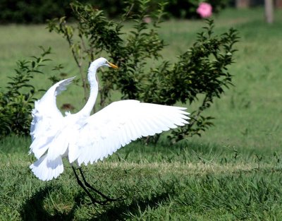 Egret.